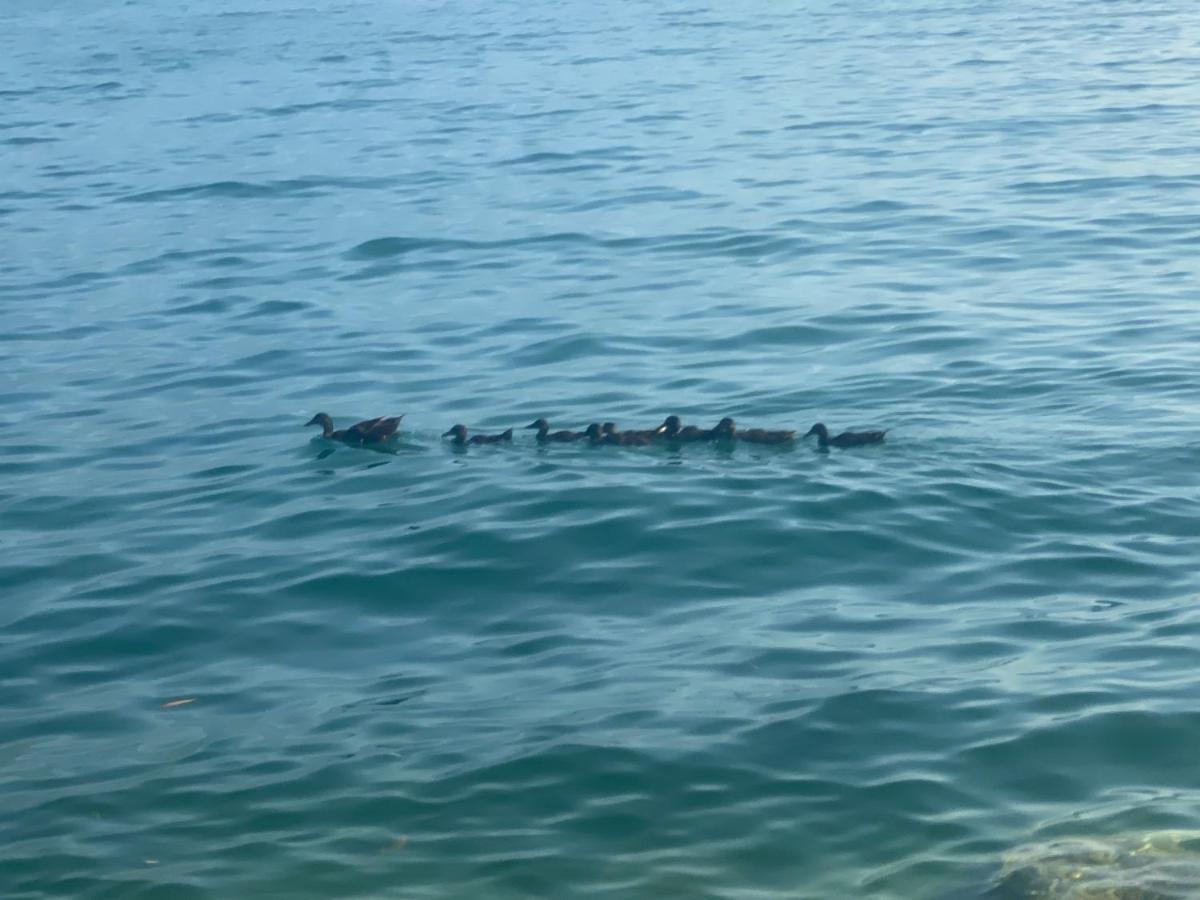 10 Minuti Dal Lago Di Garda E Da Gardaland Castelnuovo del Garda Exterior photo